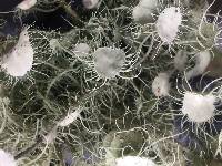 Usnea intermedia image