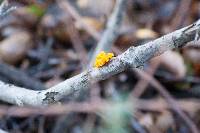 Tremella aurantia image