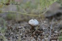 Image of Tulostoma fimbriatum