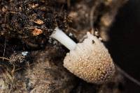 Coprinellus domesticus image