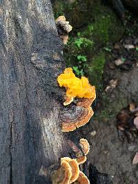 Tremella aurantia image