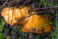 Omphalotus olivascens image