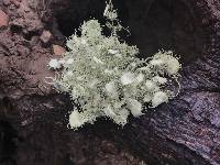 Usnea intermedia image