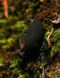 Pseudoplectania nigrella image