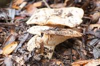 Lactarius alnicola image