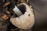 Coprinellus domesticus image