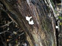 Schizophyllum commune image