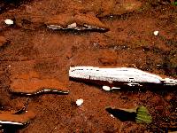 Ganoderma applanatum image