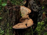 Ganoderma applanatum image