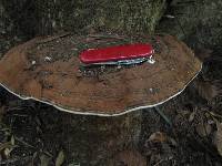 Ganoderma applanatum image