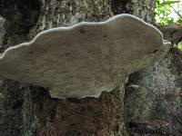 Ganoderma applanatum image