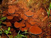 Ganoderma applanatum image