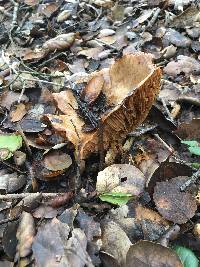 Lactarius alnicola image