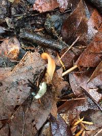 Guepinia helvelloides image