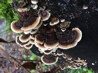 Trametes versicolor image