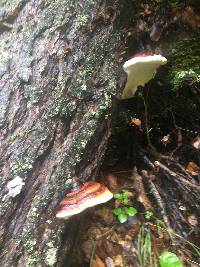 Fomitopsis pinicola image