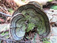 Trametes versicolor image