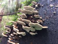 Trametes versicolor image