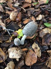 Coprinopsis lagopus image