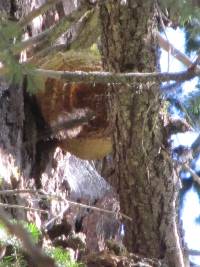 Fomitopsis officinalis image