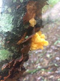 Tremella aurantia image