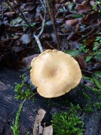 Polyporus leptocephalus image