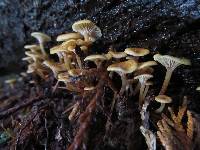 Xeromphalina campanella image