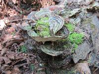 Trametes versicolor image