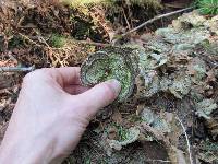 Trametes versicolor image