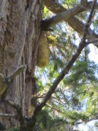 Fomitopsis officinalis image