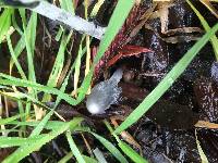 Coprinopsis lagopus image