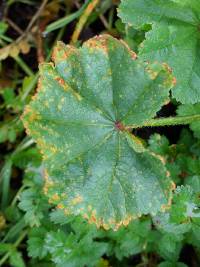 Puccinia malvacearum image