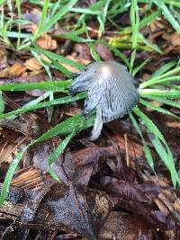 Coprinopsis lagopus image