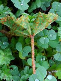 Puccinia malvacearum image