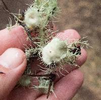 Usnea intermedia image