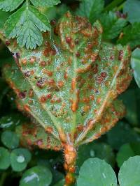 Puccinia malvacearum image