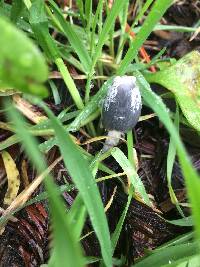 Coprinopsis lagopus image