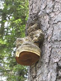 Fomitopsis officinalis image