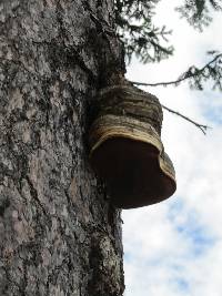 Fomitopsis officinalis image