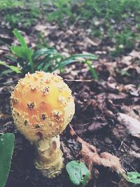 Amanita muscaria image