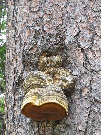 Fomitopsis officinalis image