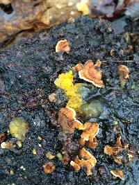 Tremella aurantia image