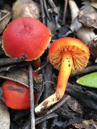 Hygrocybe miniata image