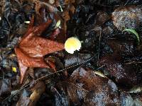 Leratiomyces percevalii image