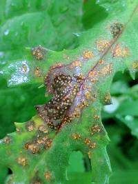 Puccinia lagenophorae image