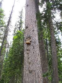 Fomitopsis officinalis image