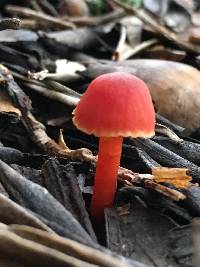 Hygrocybe miniata image