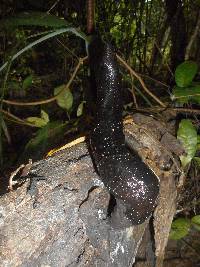 Xylaria polymorpha image