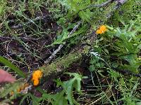 Tremella mesenterica image