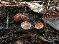 Gymnopus brassicolens var. brassicolens image